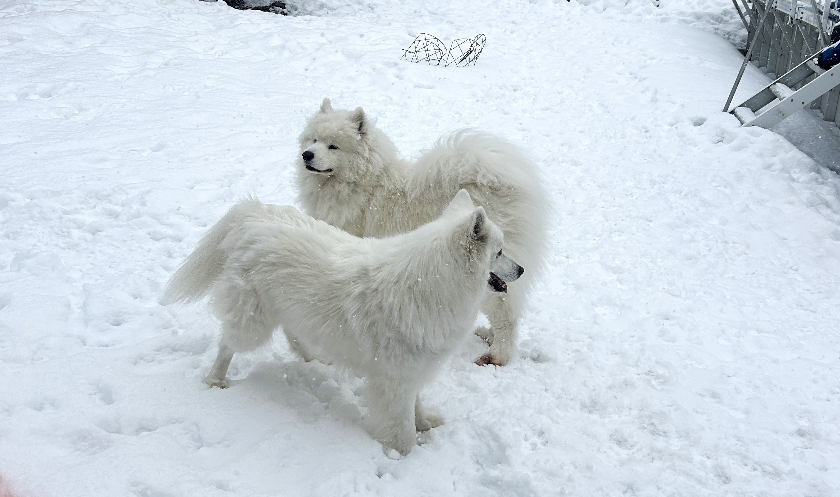 Two white dogs enjoying a dog check-in visit in Braintree MA