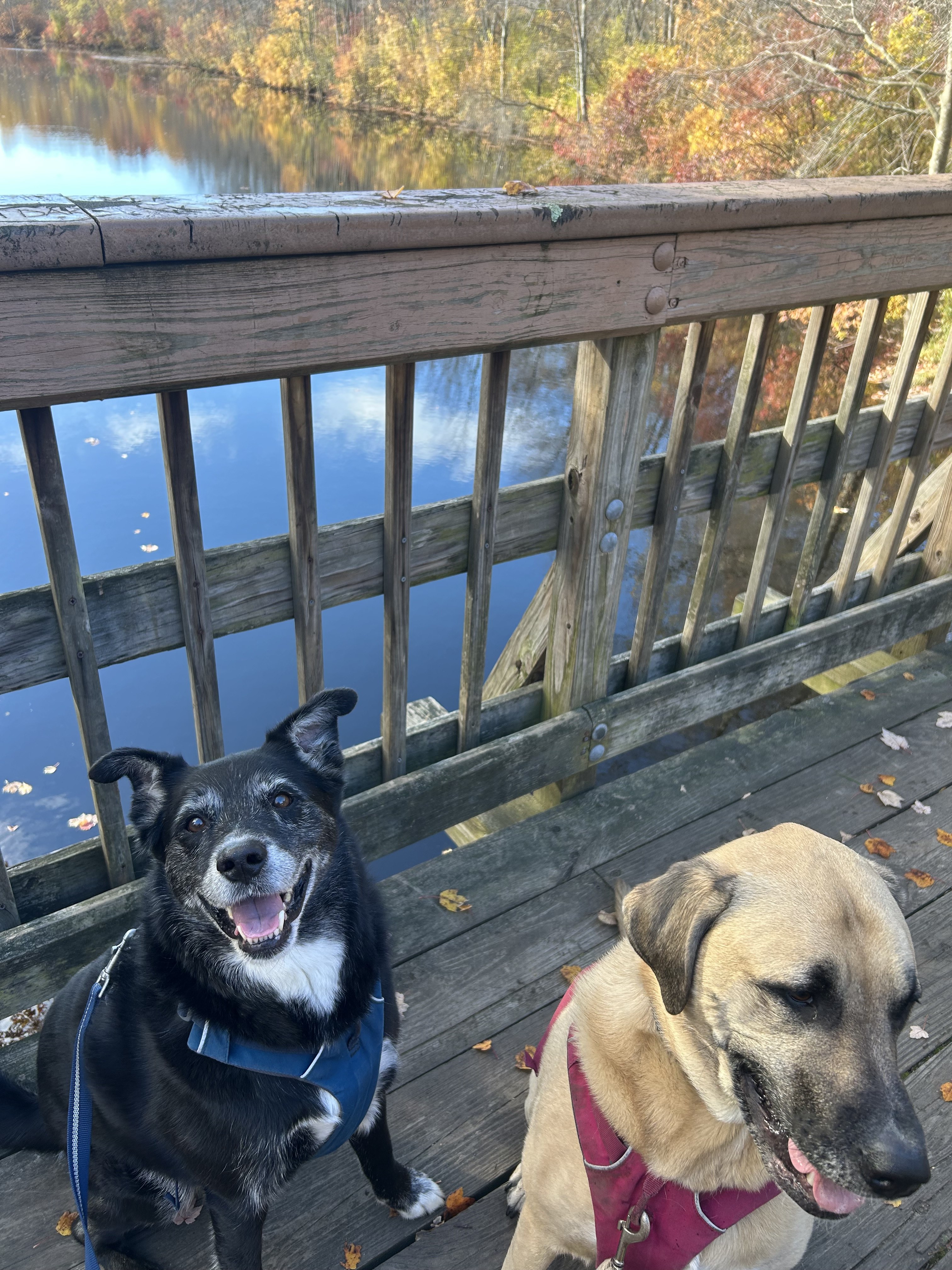 Dog walker in Braintree MA walking dogs on a trail in the South Shore