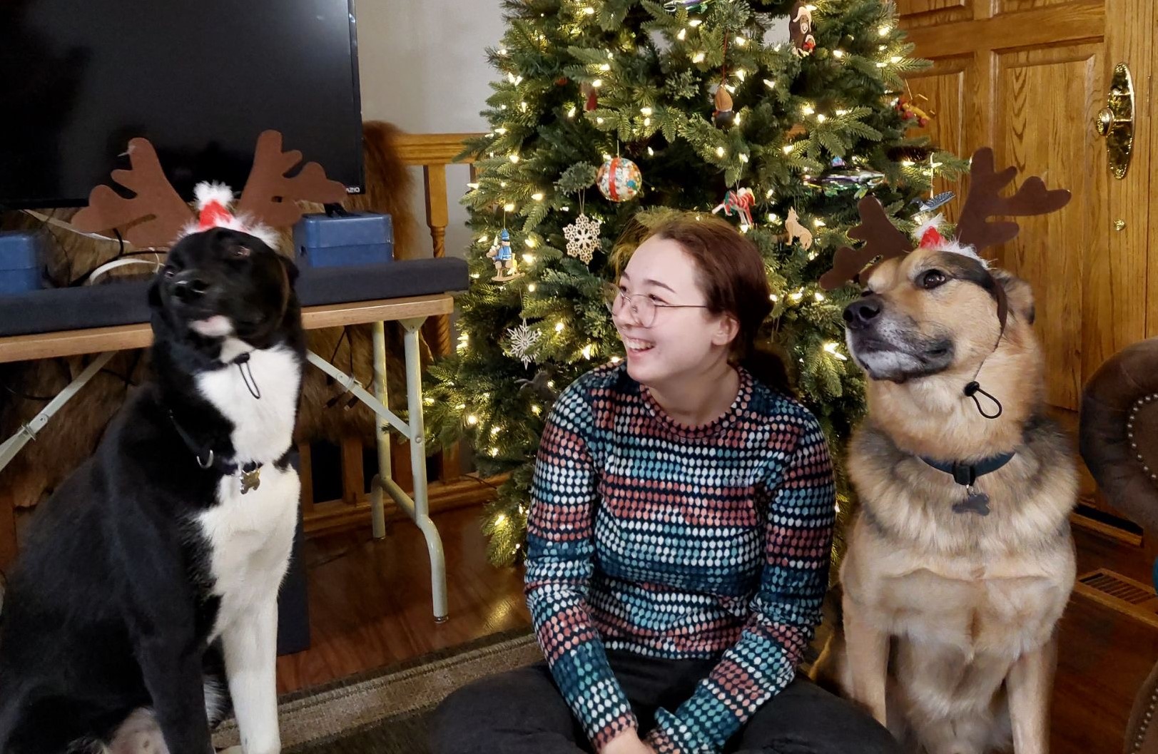 Olivia Curtis dog sitter in Braintree MA with dogs at Christmas holiday