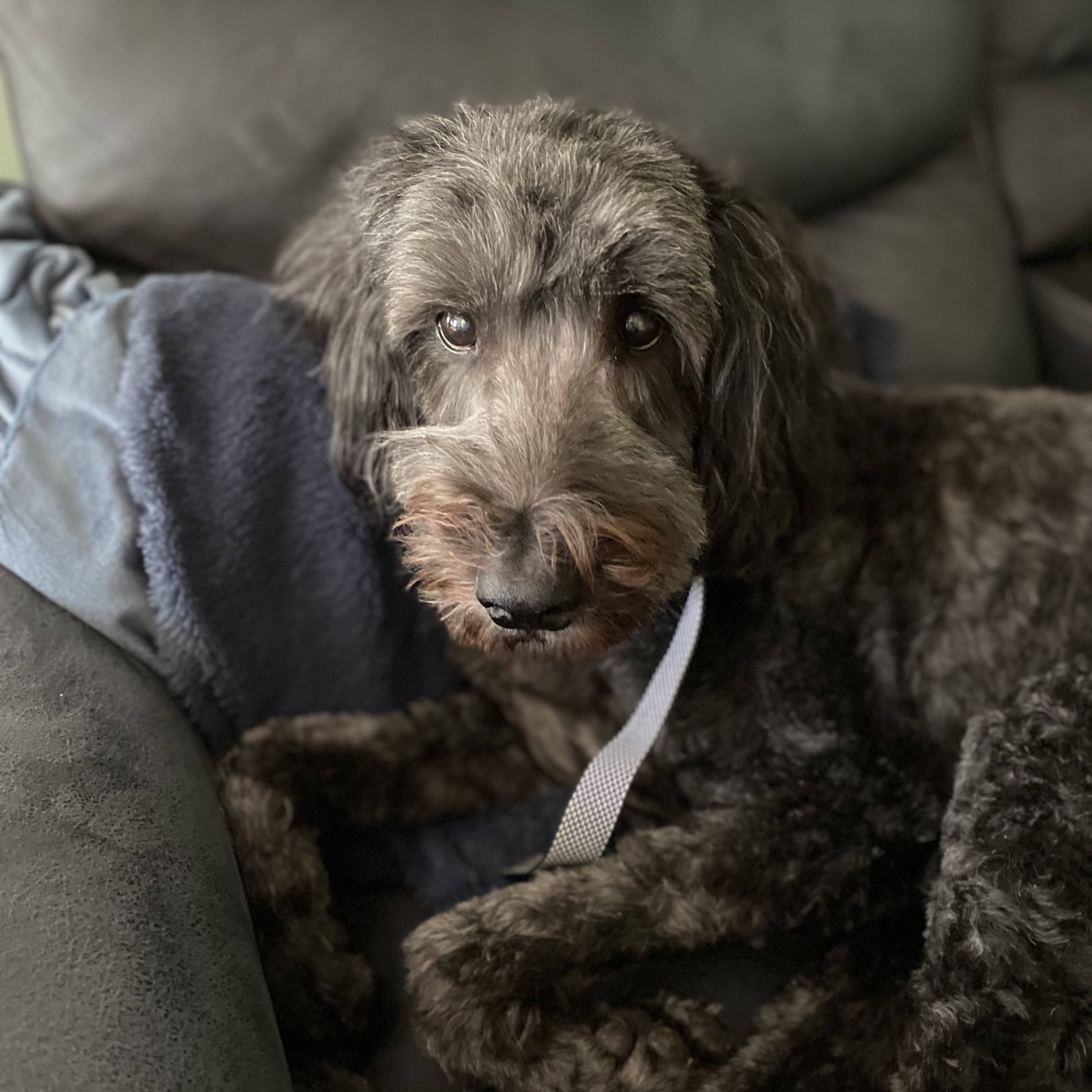 Huck, an elderly dog with special needs cared for by Olivia's Dog Sitting in Braintree MA