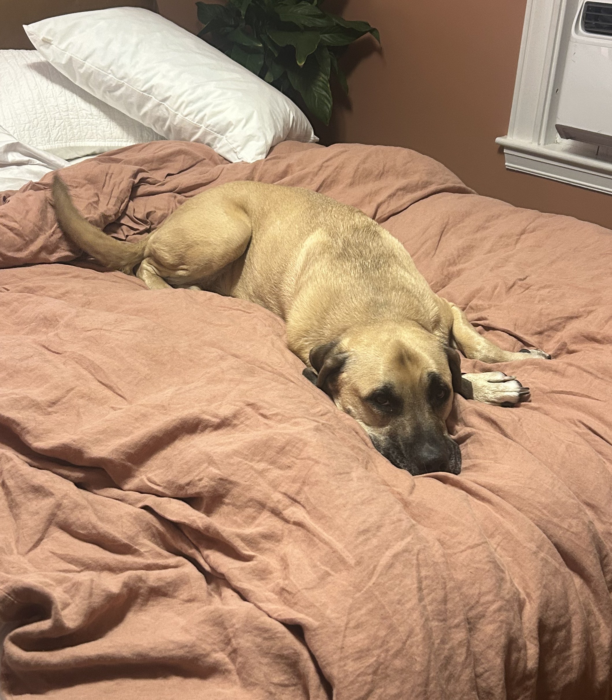 Dog relaxing on bed during overnight pet sitting in Braintree MA