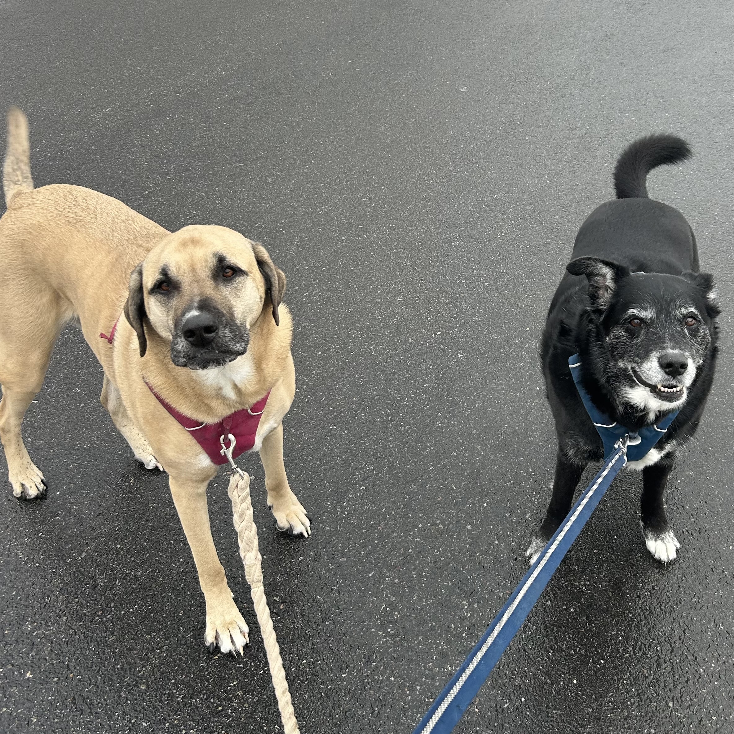 Winnie and Chuck, dogs cared for by Olivia's Dog Sitting in Milton MA