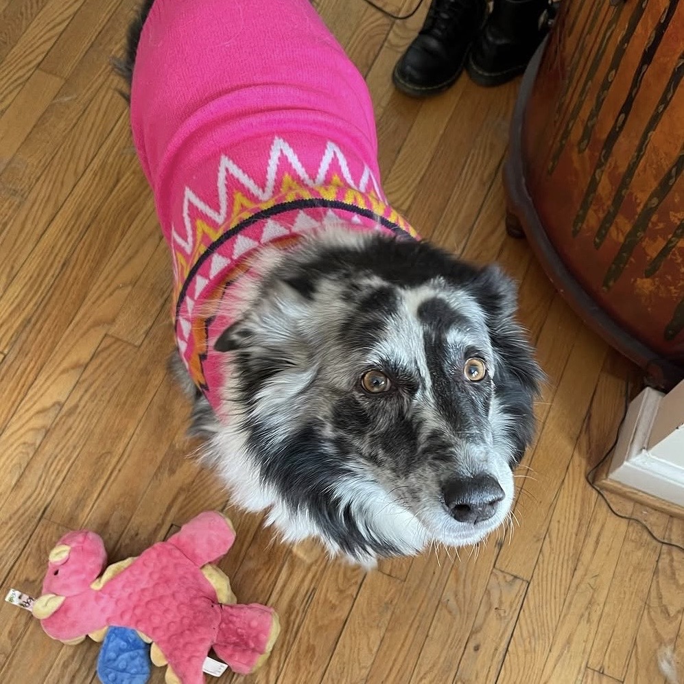 Bella, a dog walked weekly by Olivia's Dog Sitting in Braintree MA